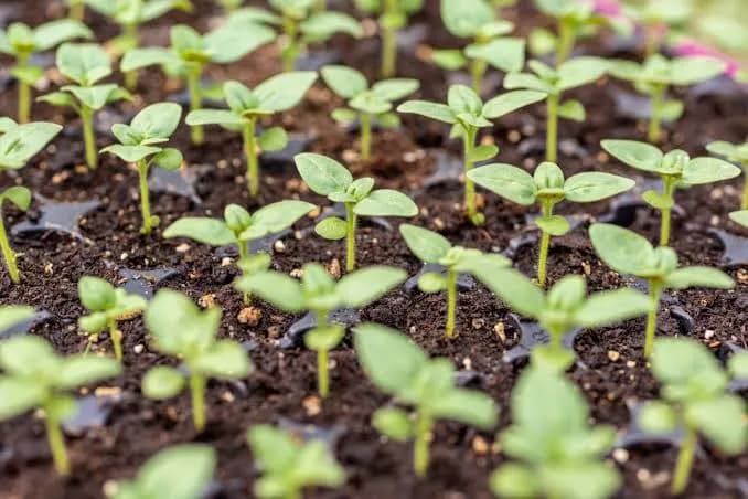 Propagated tomato seedlings